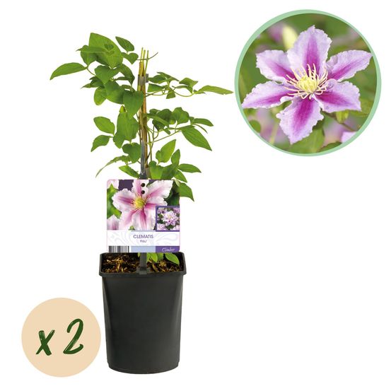 Clématite 'piilu' - pot 11 cm - hauteur 40 cm - plante d'extérieur