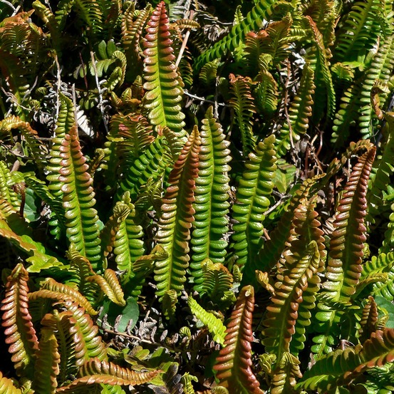 Blechnum penna-marina godet de 8/9 cm