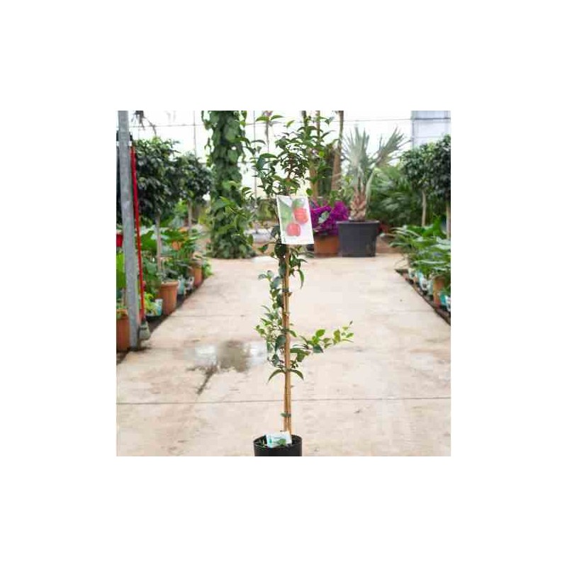 Eugenia uniflora (cerisier de cayenne, pitanga, cerisier carré de tahiti) taille pot de 7 litres ? 80/100 cm