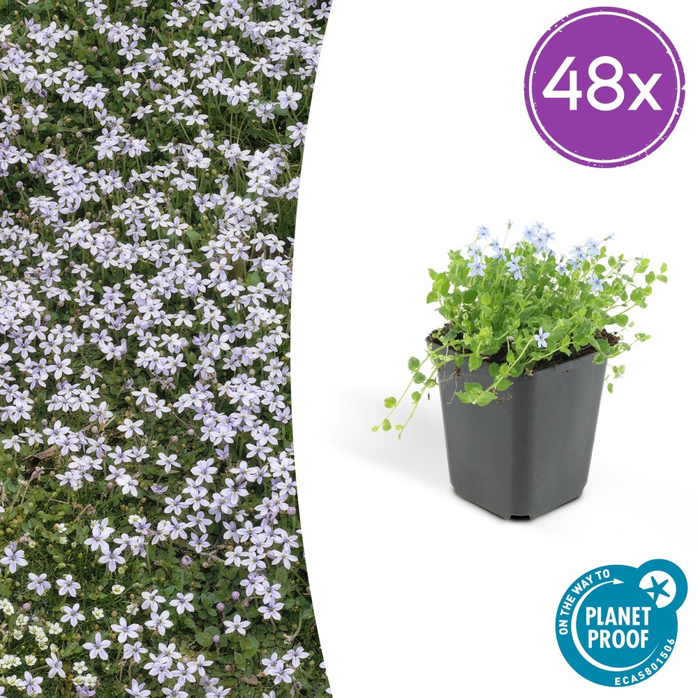 Lot de 48 - isotoma fluviatilis - h10-25 cm