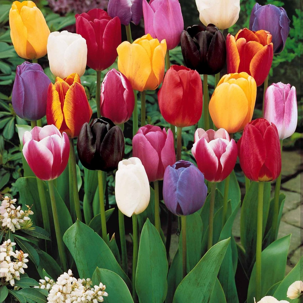20 tulipes tardives en mélange - le sachet de 20 bulbes / circonférence 11-12cm, vendu par lot de 2