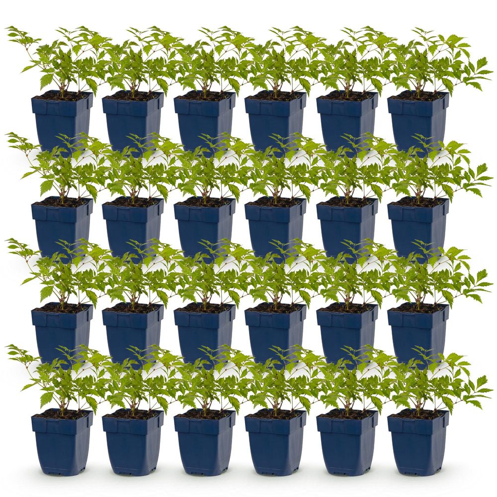 Astilbe - lot de 24 - pot 11 cm - hauteur 25 cm - plante d'extérieur