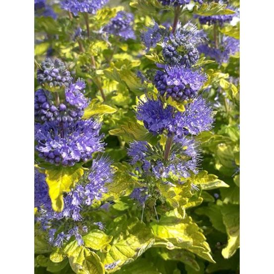 Barbe-bleue, spirée bleue 'good as gold' pot de 2l/3l