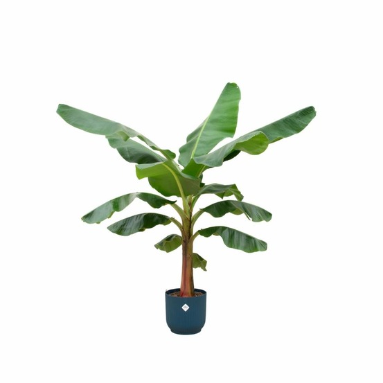 Bananier musa 150cm et son pot bleu foncé - hauteur 150cm