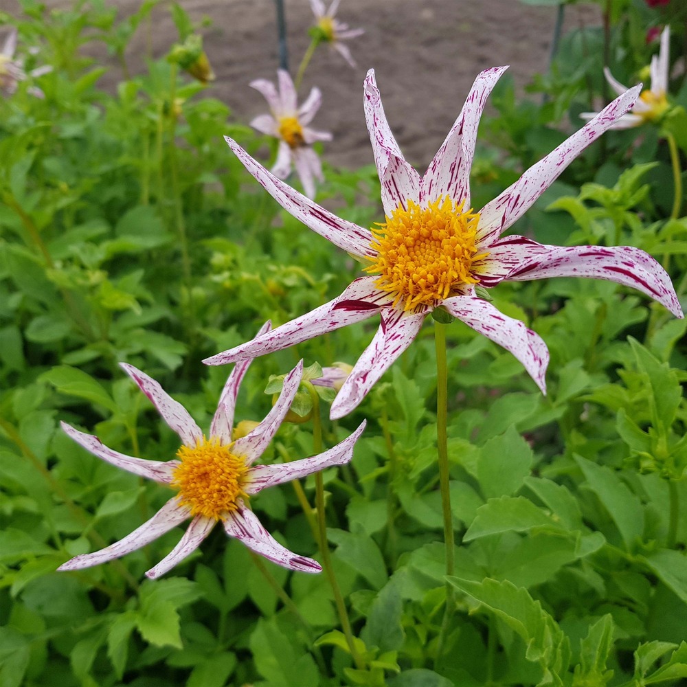 Dahlia honka 'destiny's teacher' bulbe calibre i