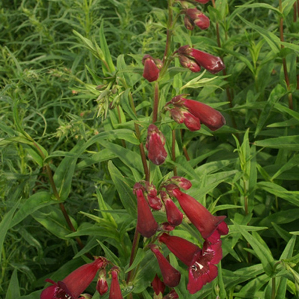Galane blackbird - penstemon - le pot / 8cm