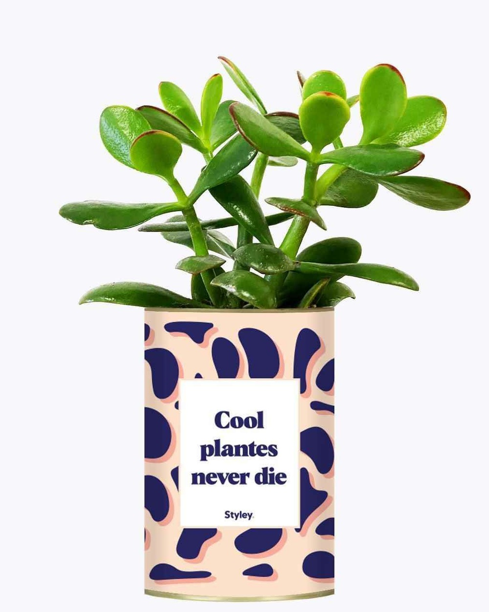 Plante drôle - cool plantes never die - cactus