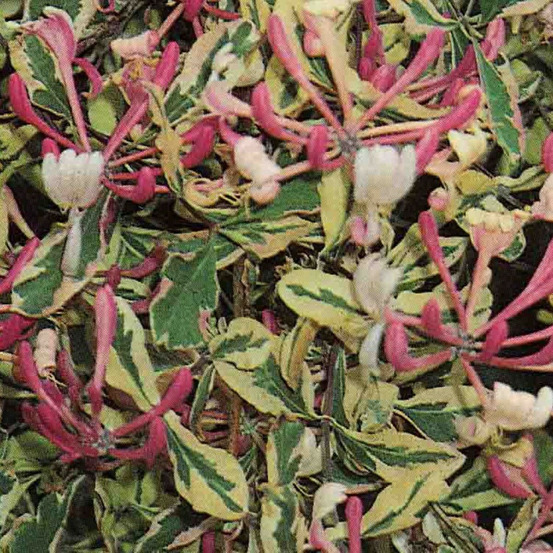 Chèvrefeuille harlequin® 'sherlite' pot de 3l - echelle bambou 60/120 cm