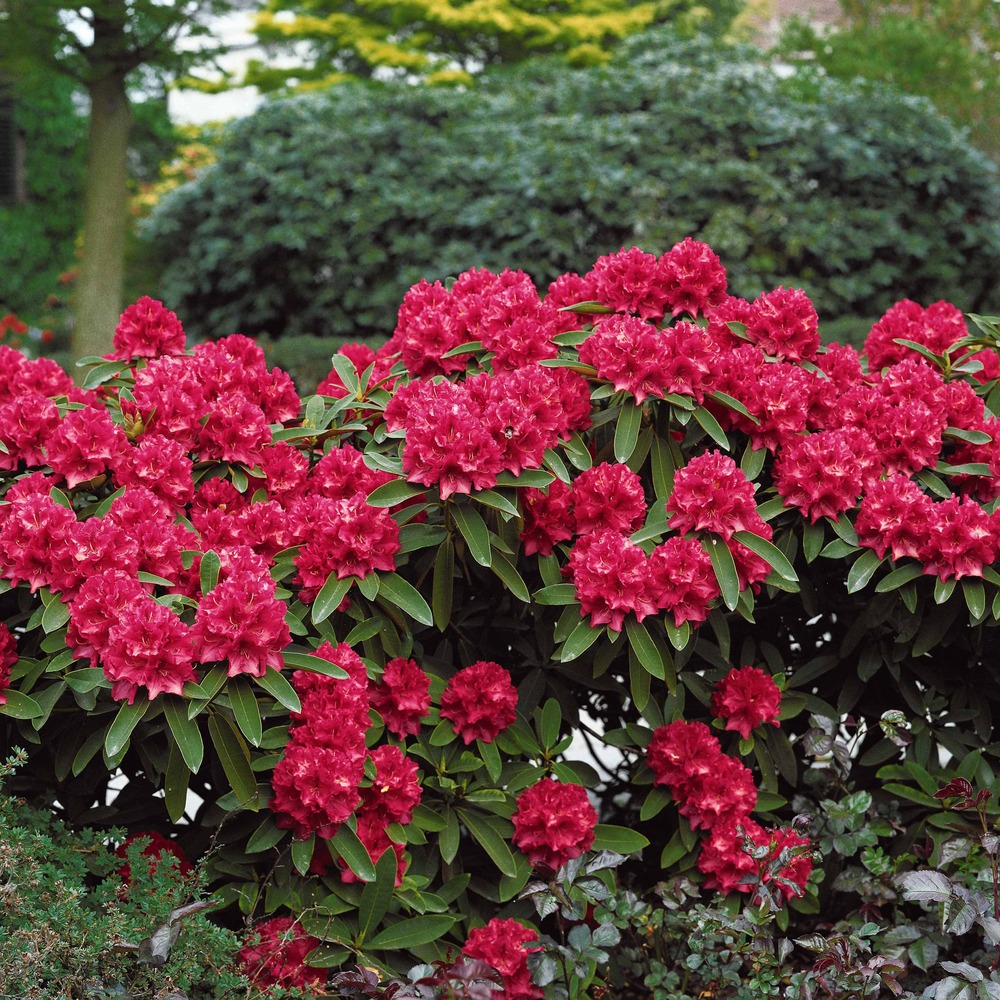 Rhododendron scarlet wonder - le pot / 3l / hauteur livrée 20-30cm