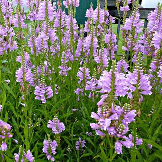 6 x cataleptique 'bouquet rose' - physostegia virginiana 'bouquet rose' - godet 9cm x 9cm