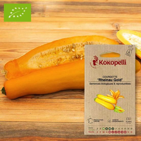 Courgette rheinau gold- graines bio à semer