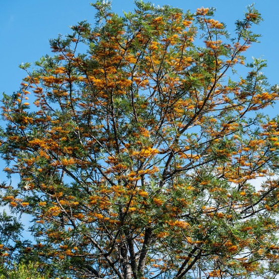Grévilléa - chêne soyeux d'australie - le pot / ø 11cm / hauteur livrée 10-20cm