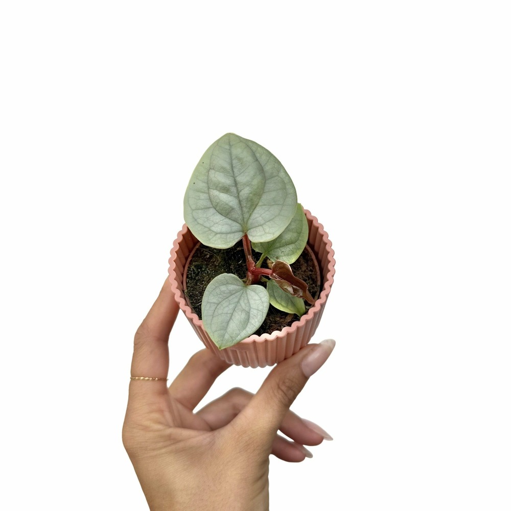 Anthurium luxurians - pot de 6cm