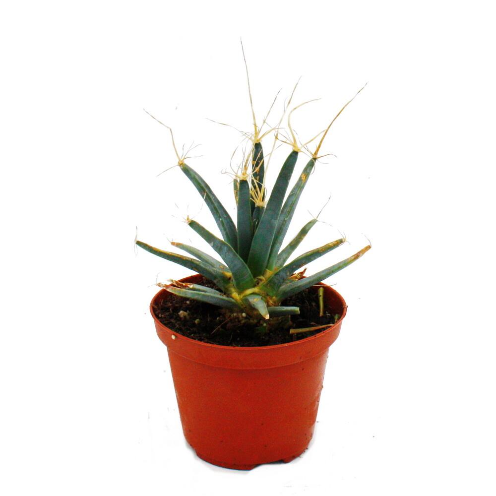 Cactus prisme - cactus agave - leuchtenbergia principis - rareté de cactus insolite - pot de 9cm