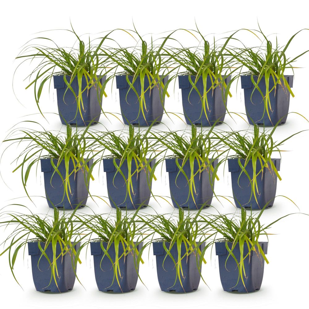 Laîche 'evergreen' - lot de 12 - pot 11 cm - hauteur 25 cm - plante d'extérieur