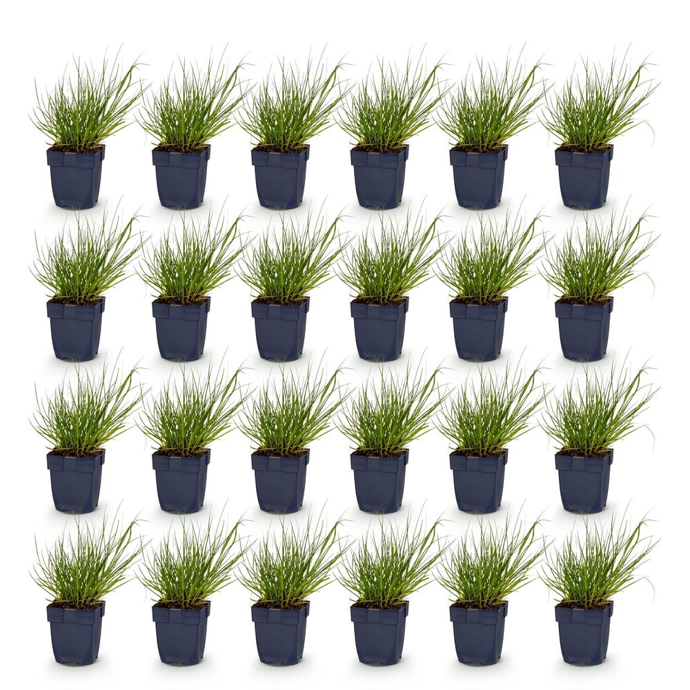 Panic érigé 'northwind' - lot de 24 - pot 11 cm - hauteur 25 cm - plante d'extérieur