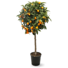 Kumquat - agrume méditerranéen - arbre fruitier - ↕ 120-130 cm - ⌀ 24 cm