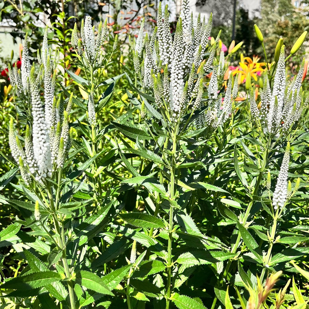 Véronique blanche à longues feuilles schneeriesin - le pot / ø 9cm