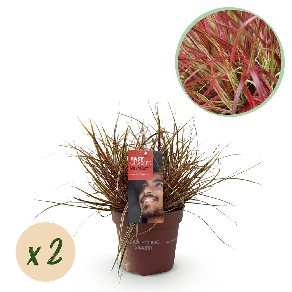 Laîche rouge 'everflame' - lot de 2 - pot 17 cm - hauteur 50 cm