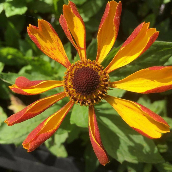 Hélénie rauchtopas, helenium lot de 9 godets
