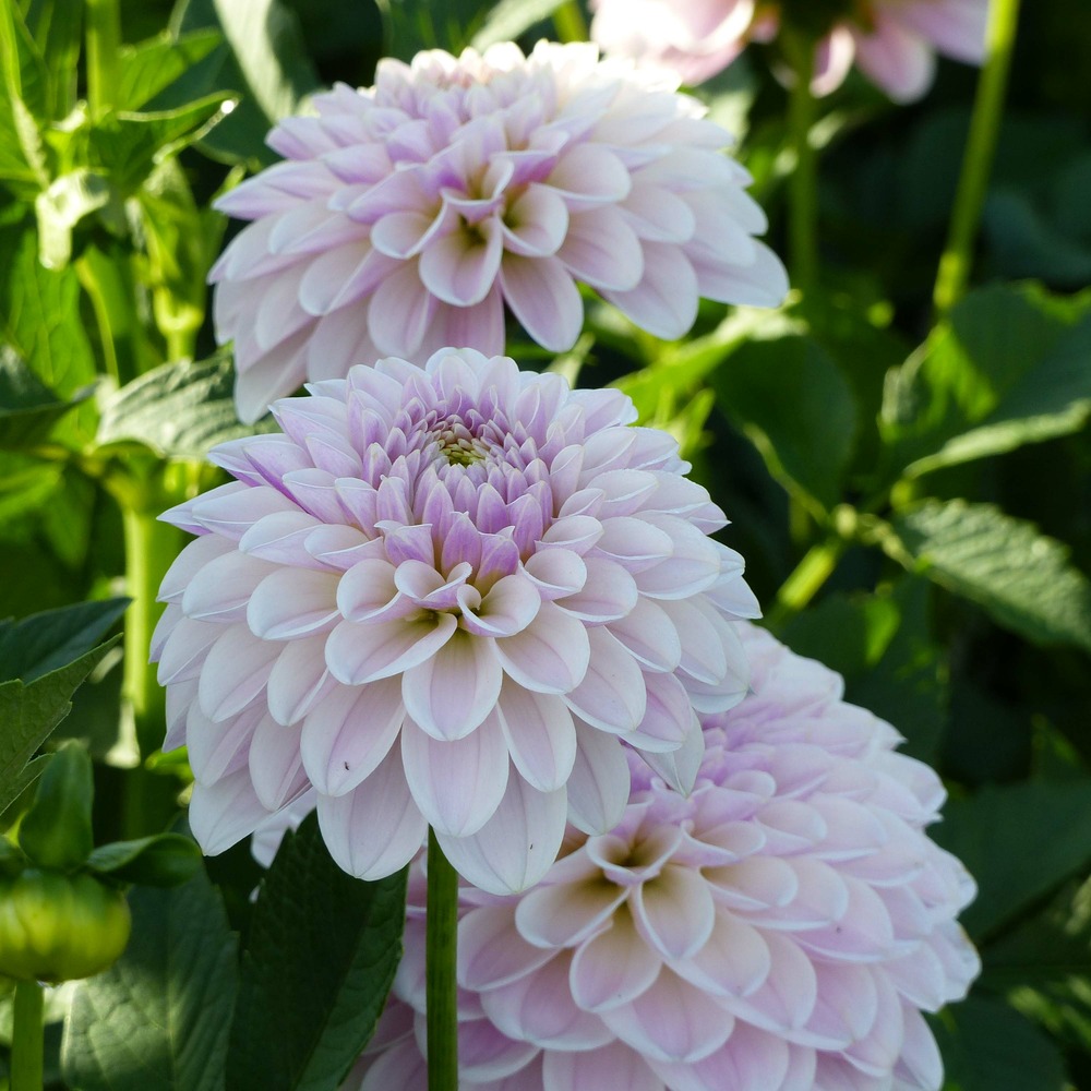Dahlia décoratif 'pink silk ' bulbe calibre i