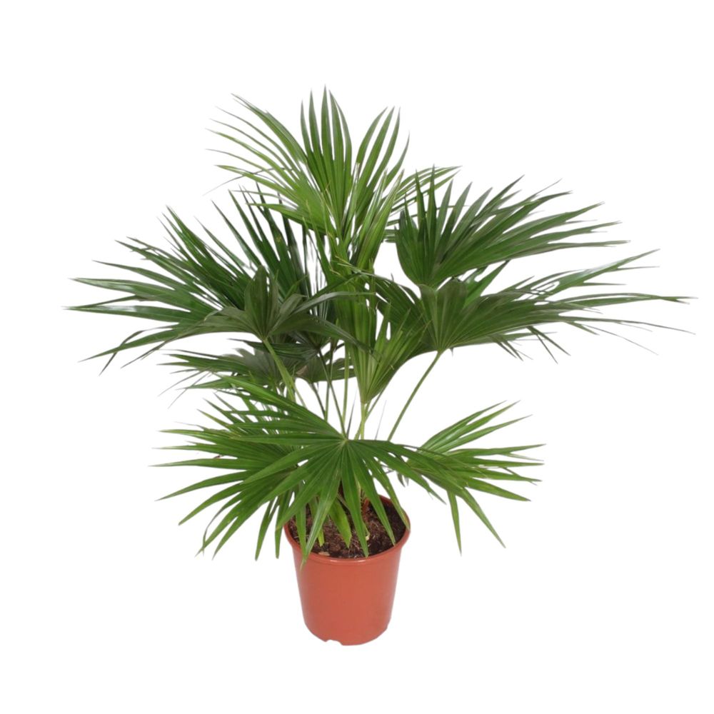 Licuala chinensis - plantes d'intérieur