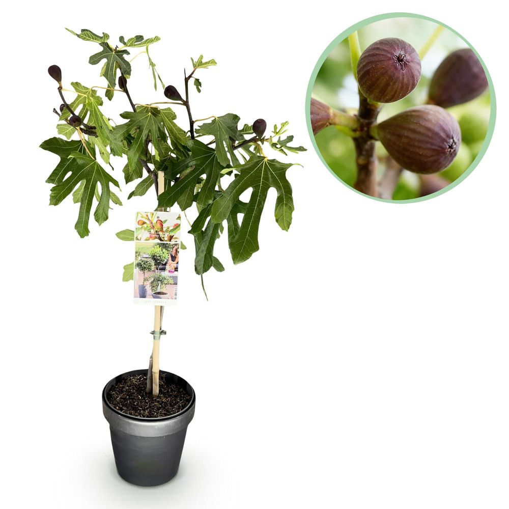 Figuier 'little miss figgy' - pot 19 cm - hauteur 90 cm