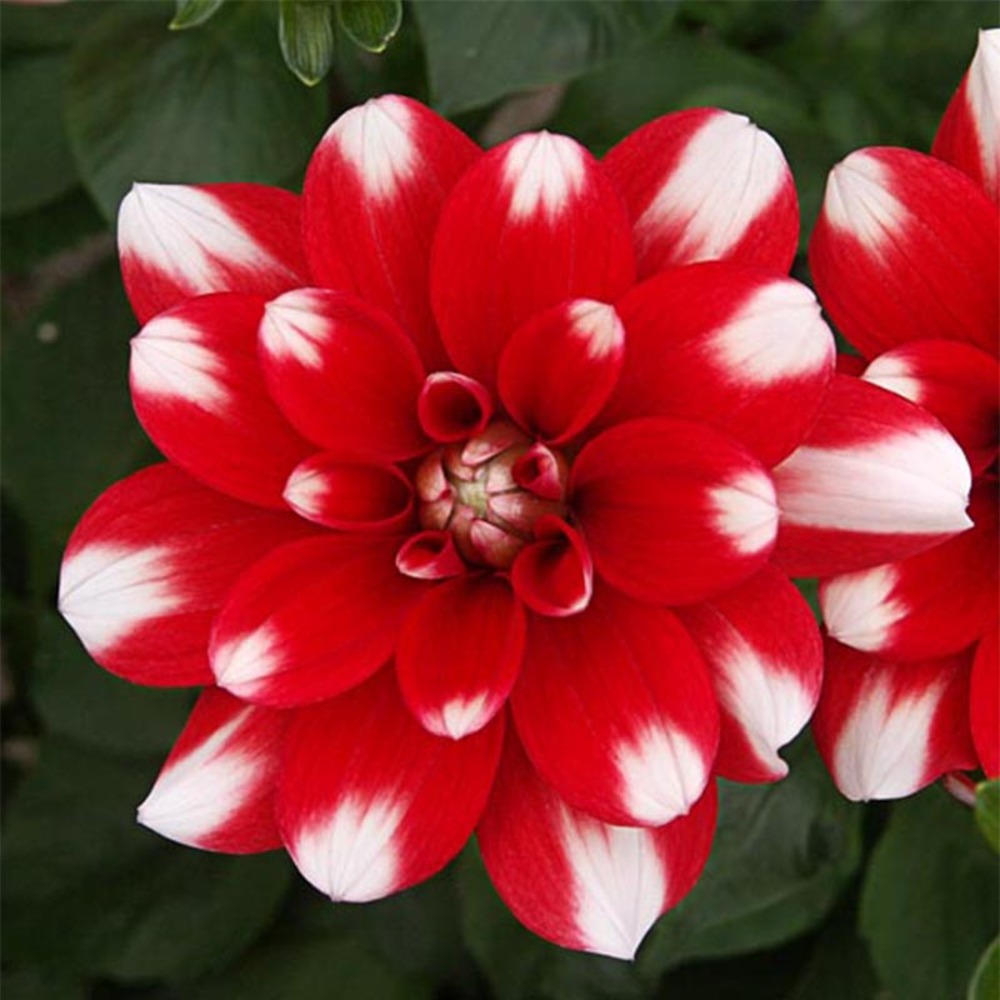 Dahlia décoratif 'nagano' bulbe calibre i