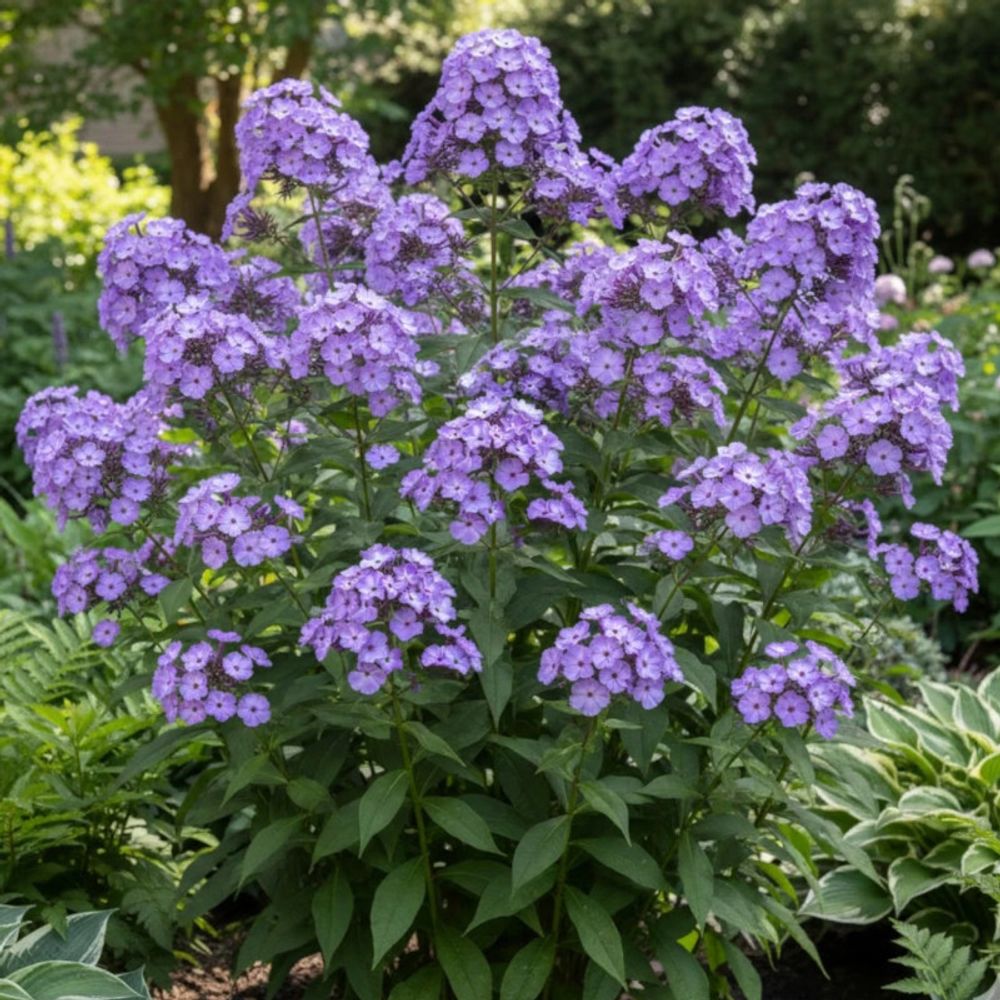 Phlox paniculé blue boy lot de 3 godets