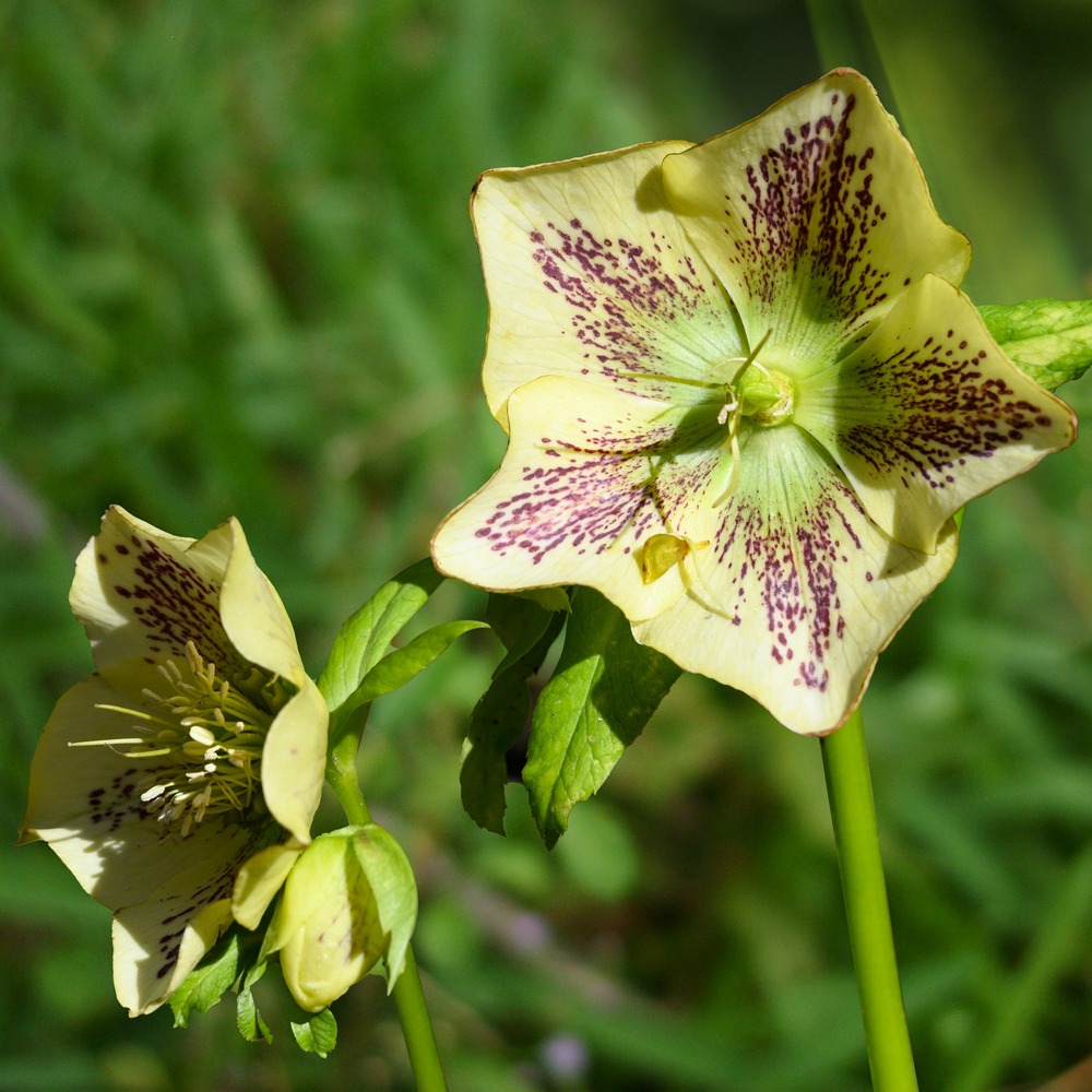 Hellébore d'orient vert-moucheté - le pot / ø 9cm