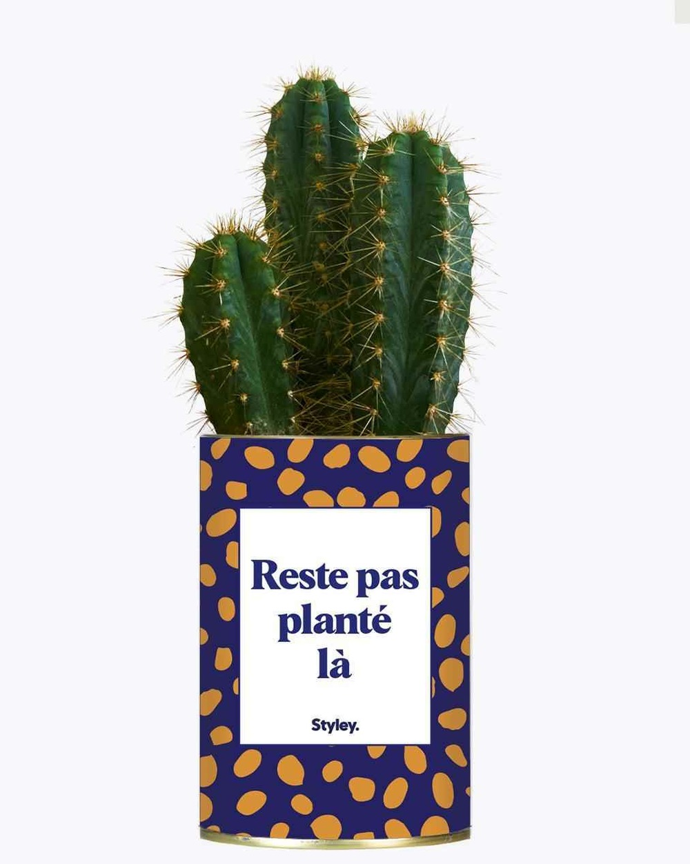 Plante drôle - cactus - reste pas planté là