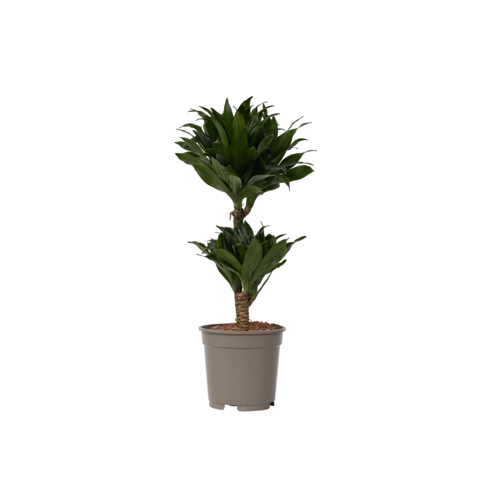 Dragonnier - dracaena surculosa - hauteur 50-65cm - ⌀17cm