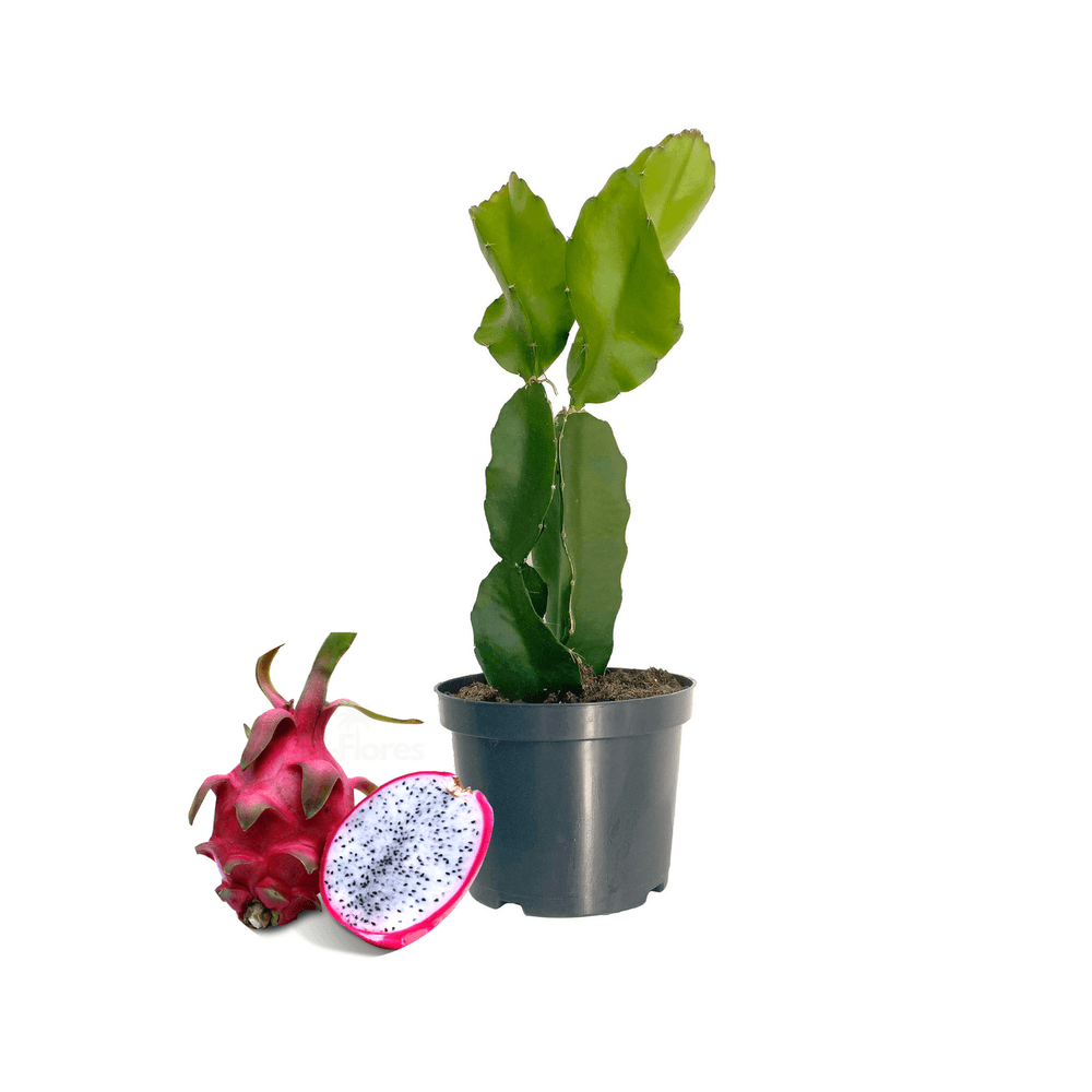 Pitaya hylocereus undatus (ou fruit du dragon) - 45/65 cm