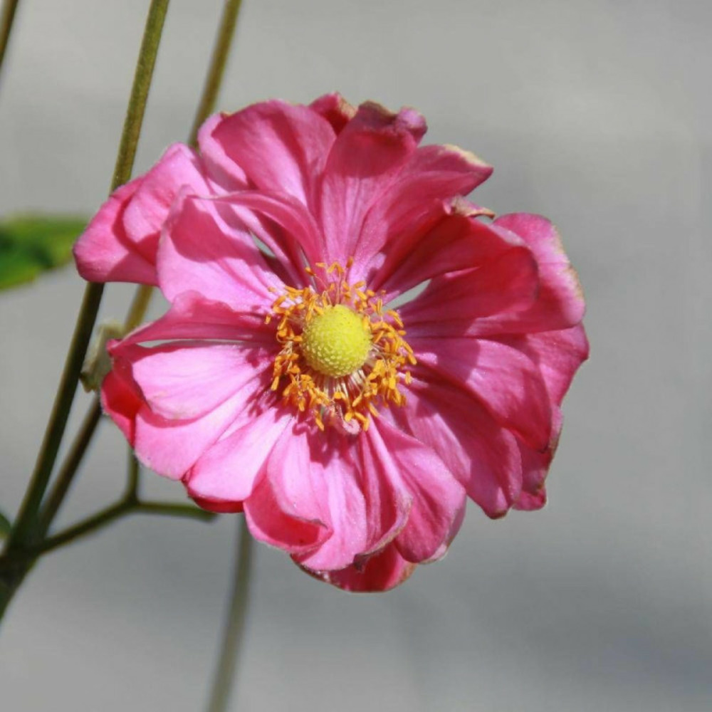 Anémone du japon margarete lot de 5 godets