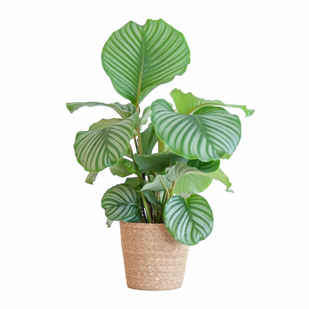 Calathea orbifolia et son pot panier naturel - hauteur 65cm