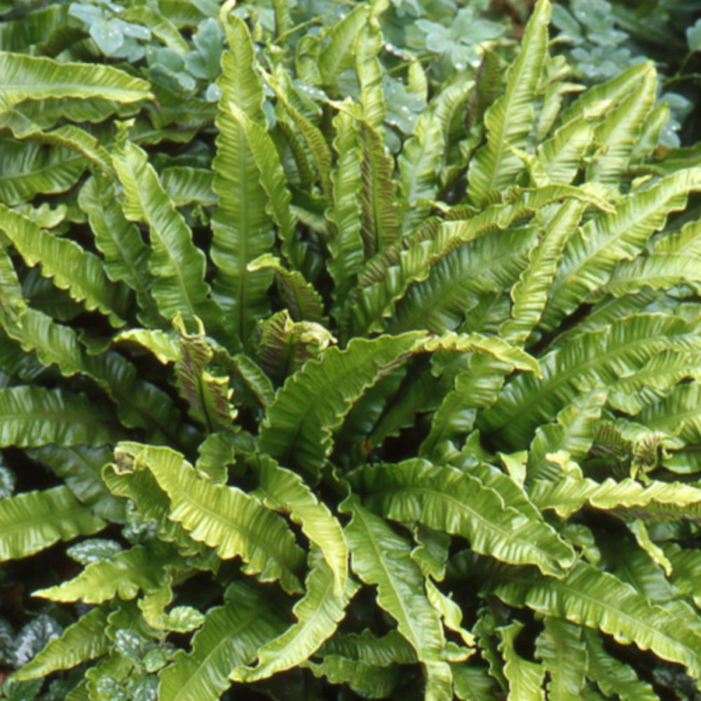 Fougère langue-de-cerf cristée lot de 5 godets