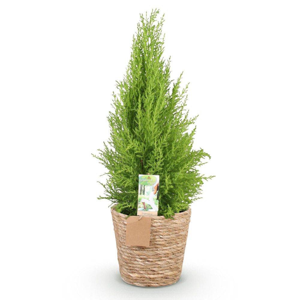 Cupressus gold crest wilma - conifère d'intérieur - pot de 21cm - hauteur 85-95cm - plante d'extérieur