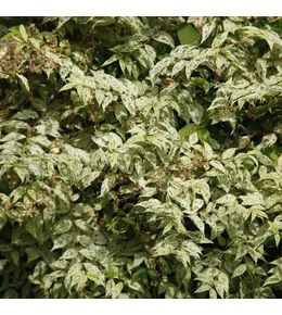 Deutzia 'punctata' pot de 2l/3l