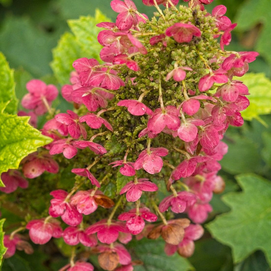 Hortensia à feuilles de chêne amethyst, hydrangea quercifolia pot de 1,5l - 20/40 cm