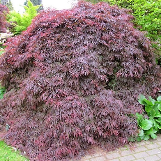 Érable du japon 'dissectum atropurpureum' pot de 3l/4l
