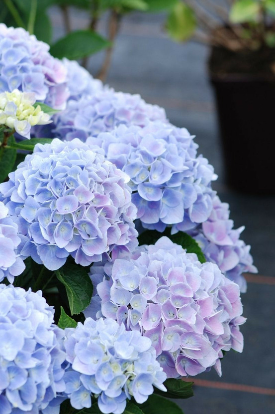 Hortensia macrophylla bleu 'ankong blue' - en pot de 5 litres