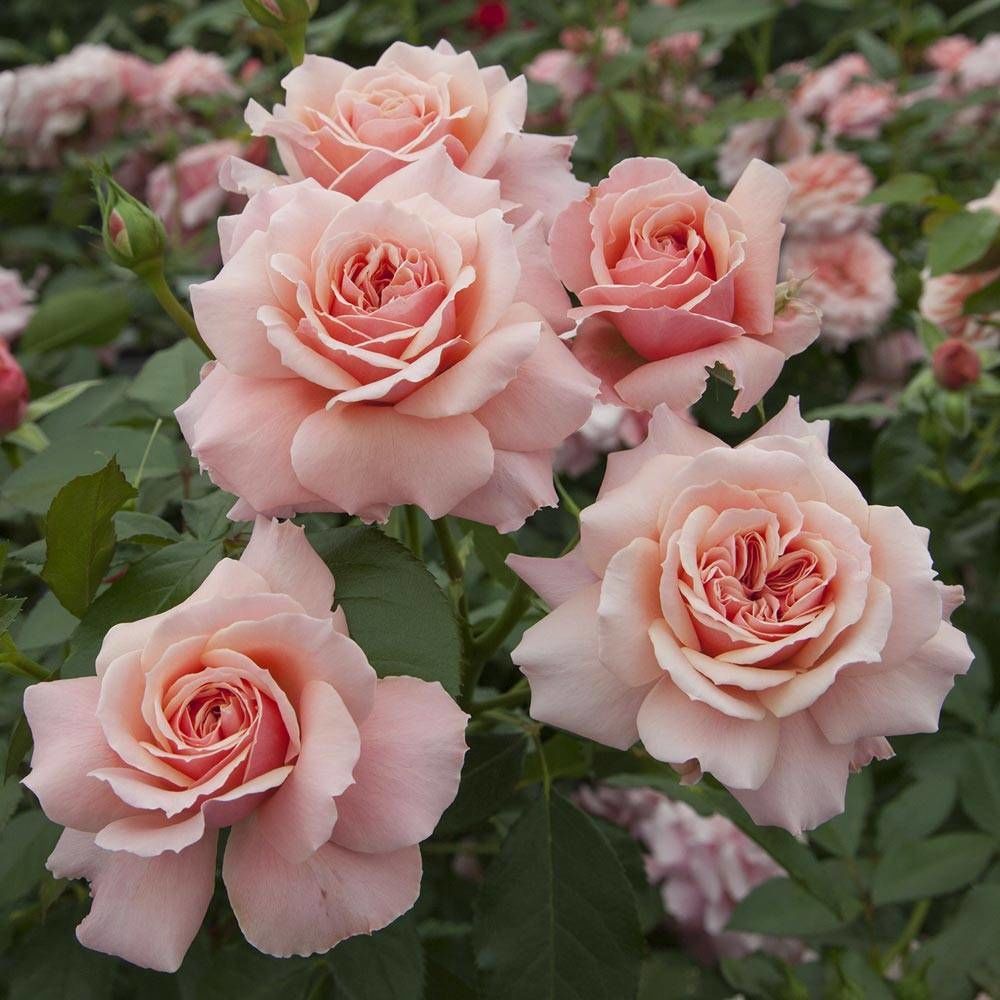 Rosier à fleurs groupées botticelli® 'meisylpho' pot de 10 l - 1/2 tige