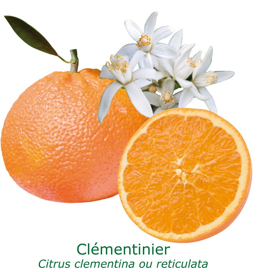 Clementinier bio tailles:pot de 3 litres, hauteur 30/40 cm