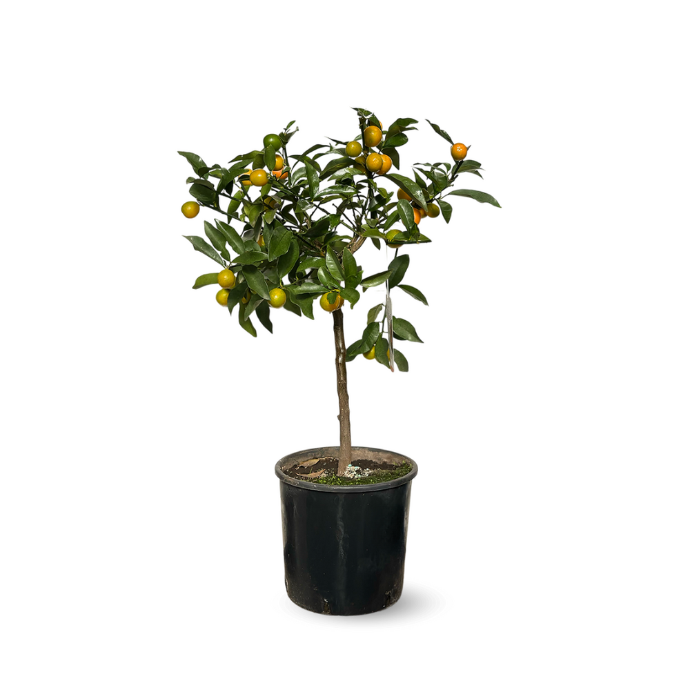 Kumquat Rond - Fortunella Margarita - agrume méditerranéen - arbre fruitier - ↕ 75-85 cm - ⌀ 22 cm