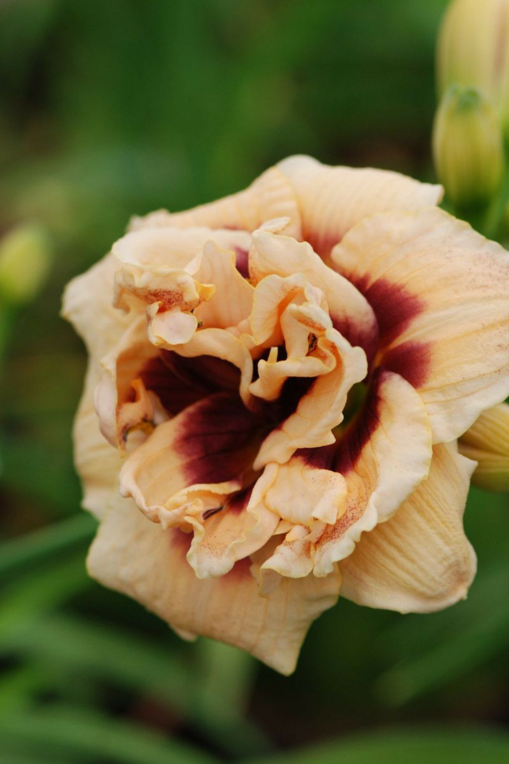 Hémérocalle 'roswhita' - en pot de 2 litres