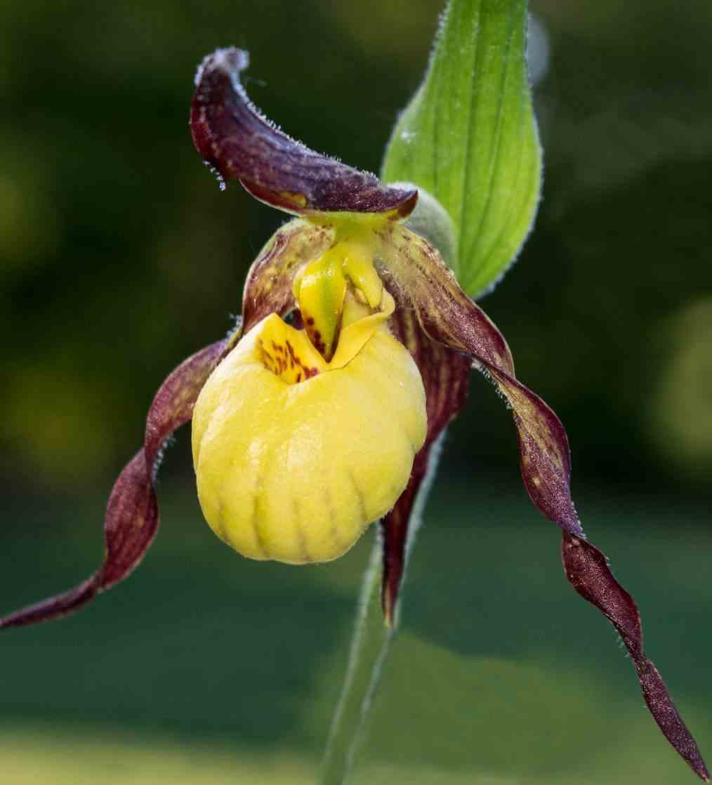 Cypripedium "emil" (orchidées terrestres) taille pot de 1 litre - 0/60 cm