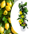 Citrus limon - citronnier pyramide - plante ornementale avec fleurs parfumées - pot 17cm - hauteur 60-65cm