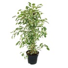 Ficus benjamini "twighlight" en pot de 17cm