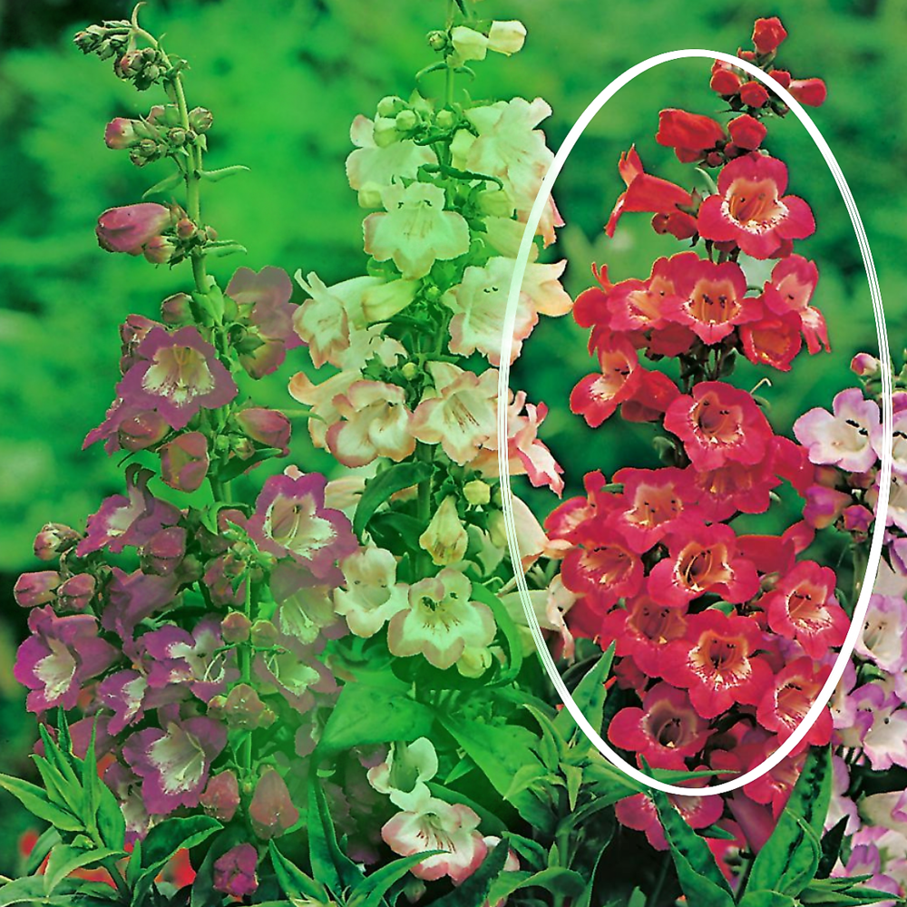 Penstemon le phare - 2 godets plante vivace