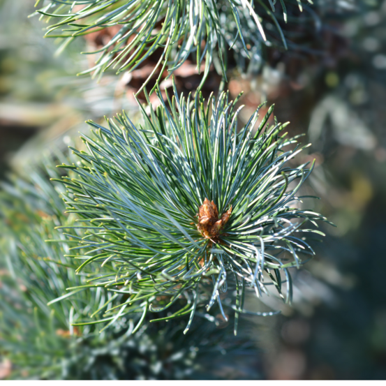 Pin negishi - pinus parviflora negishi 25/35cm pot 2,5l